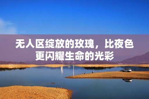 无人区绽放的玫瑰，比夜色更闪耀生命的光彩